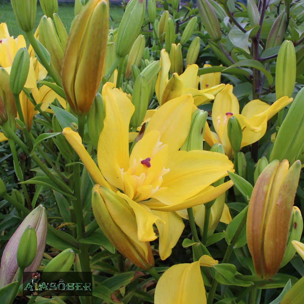 Idaliilia 'Tomos' 2 tk/pk - Image 3