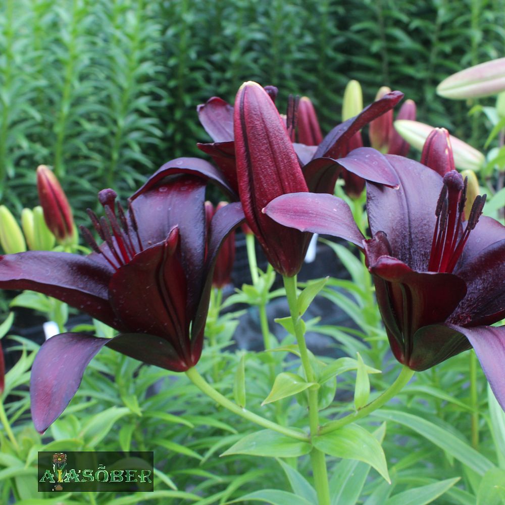 Liilia 'Scoubidou' 2 tk/pk - Image 3