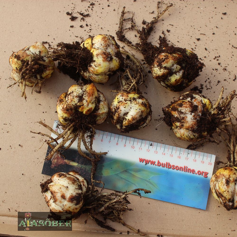 Liilia 'Scoubidou' 2 tk/pk - Image 4