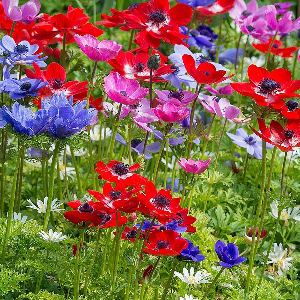 Kroonjas ülane 'The Caen' segu 15 tk - Image 3