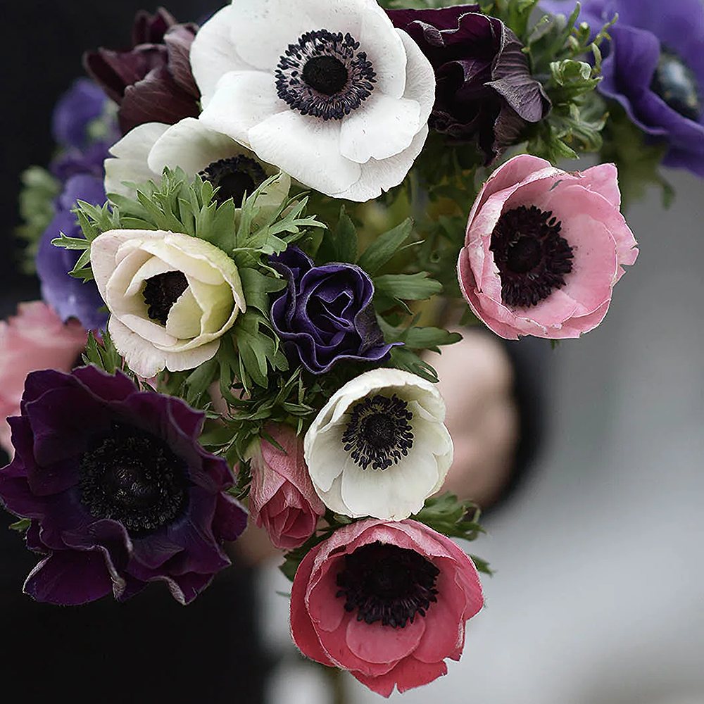 Kroonjas ülane 'The Caen' segu 15 tk - Image 4