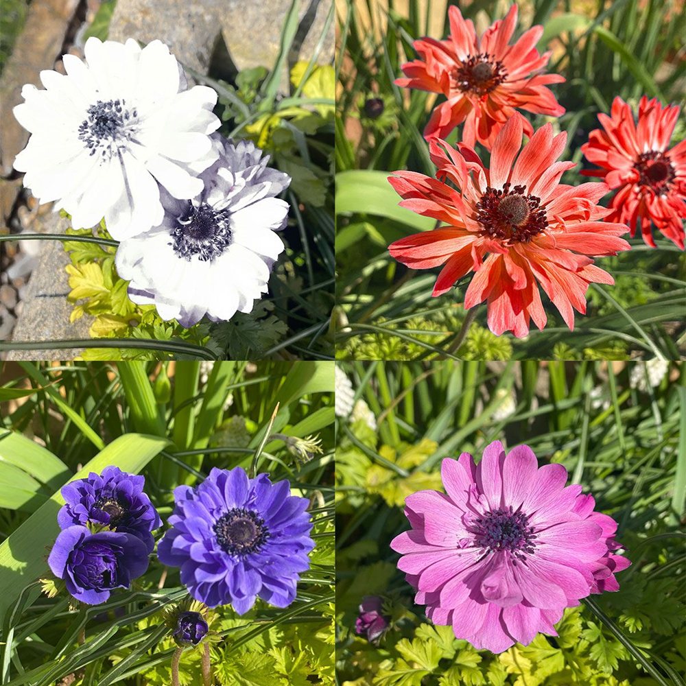 Kroonjas ülane 'St. Brigid' 15 tk - Image 2