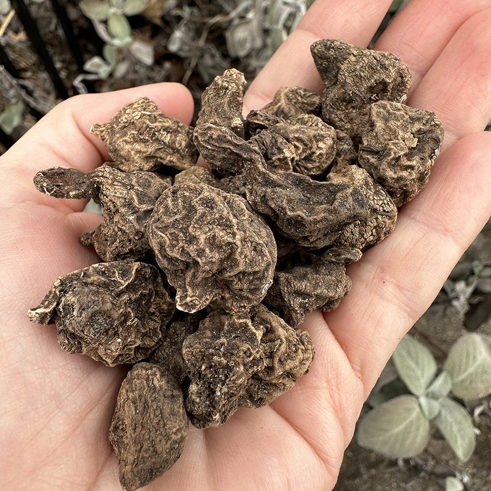 Kroonjas ülane 'St. Brigid' 15 tk - Image 4