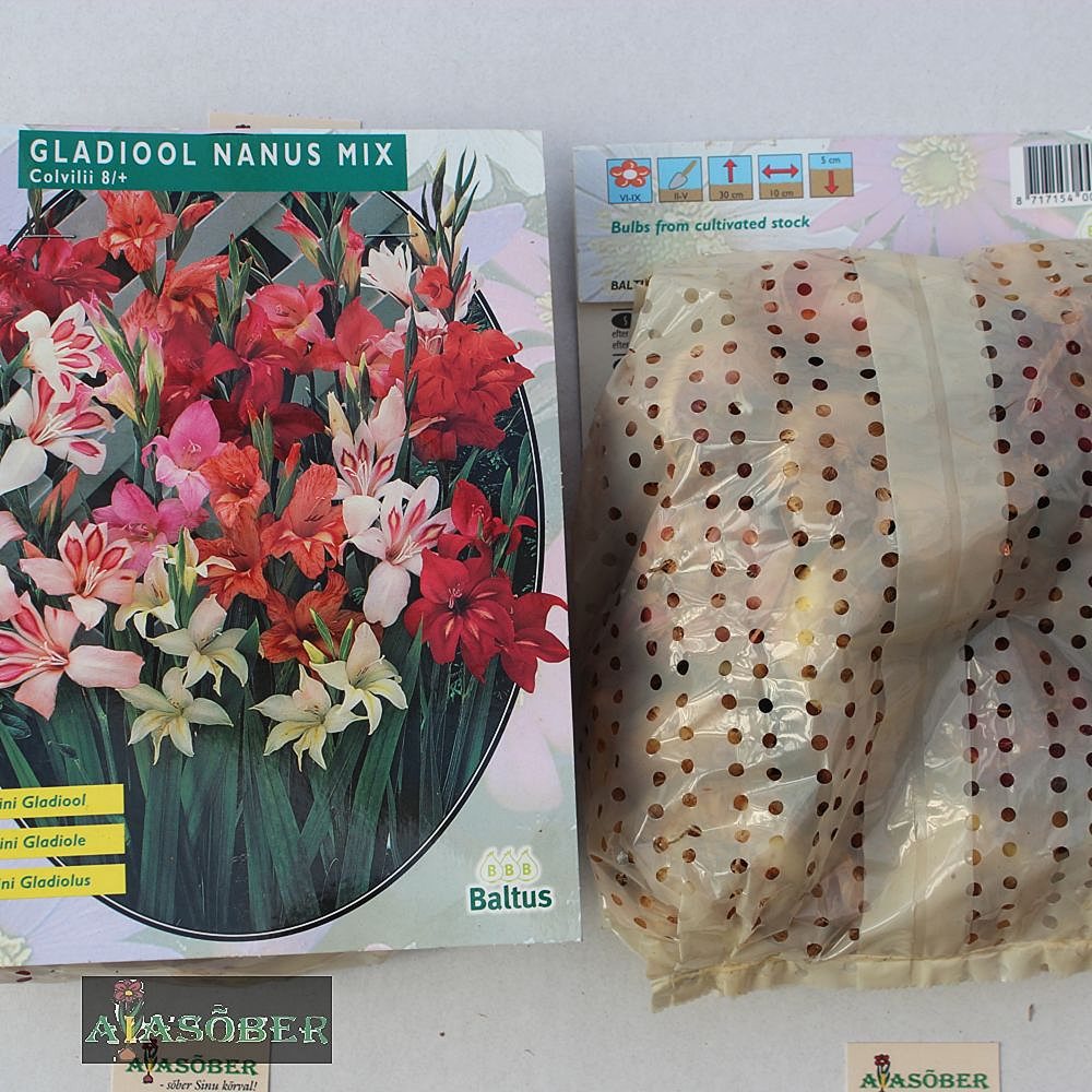 Madal gladiool segu 10 tk pakis