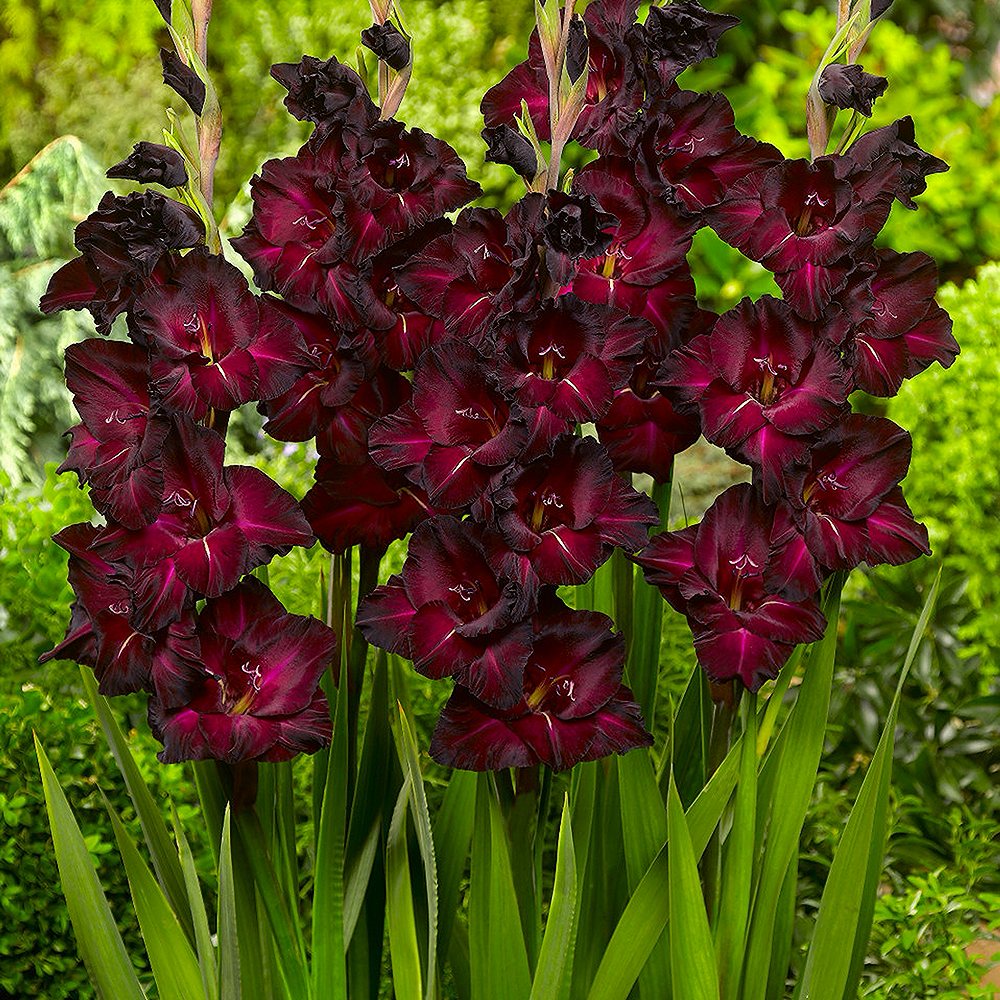 Aedgladiool 'Black Surprice' 10 tk pakis