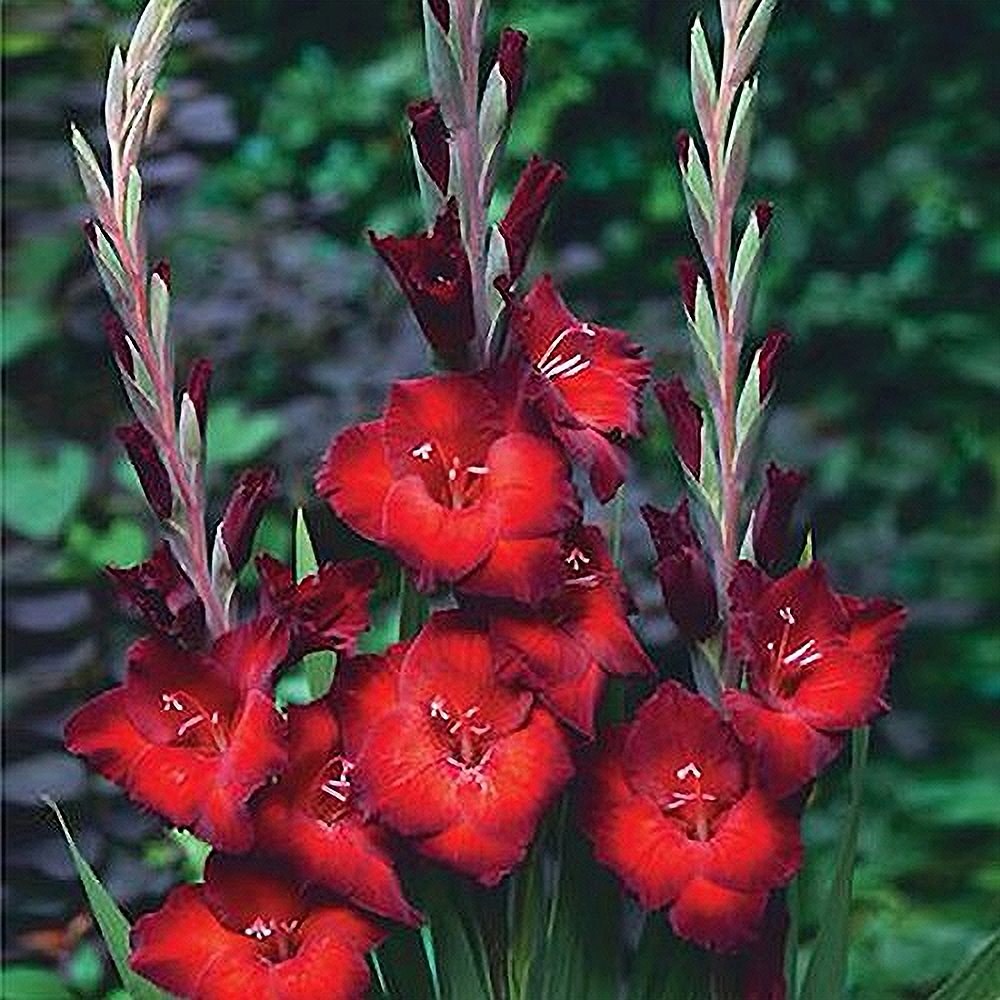 Aedgladiool 'Azurro' 10 tk pakis