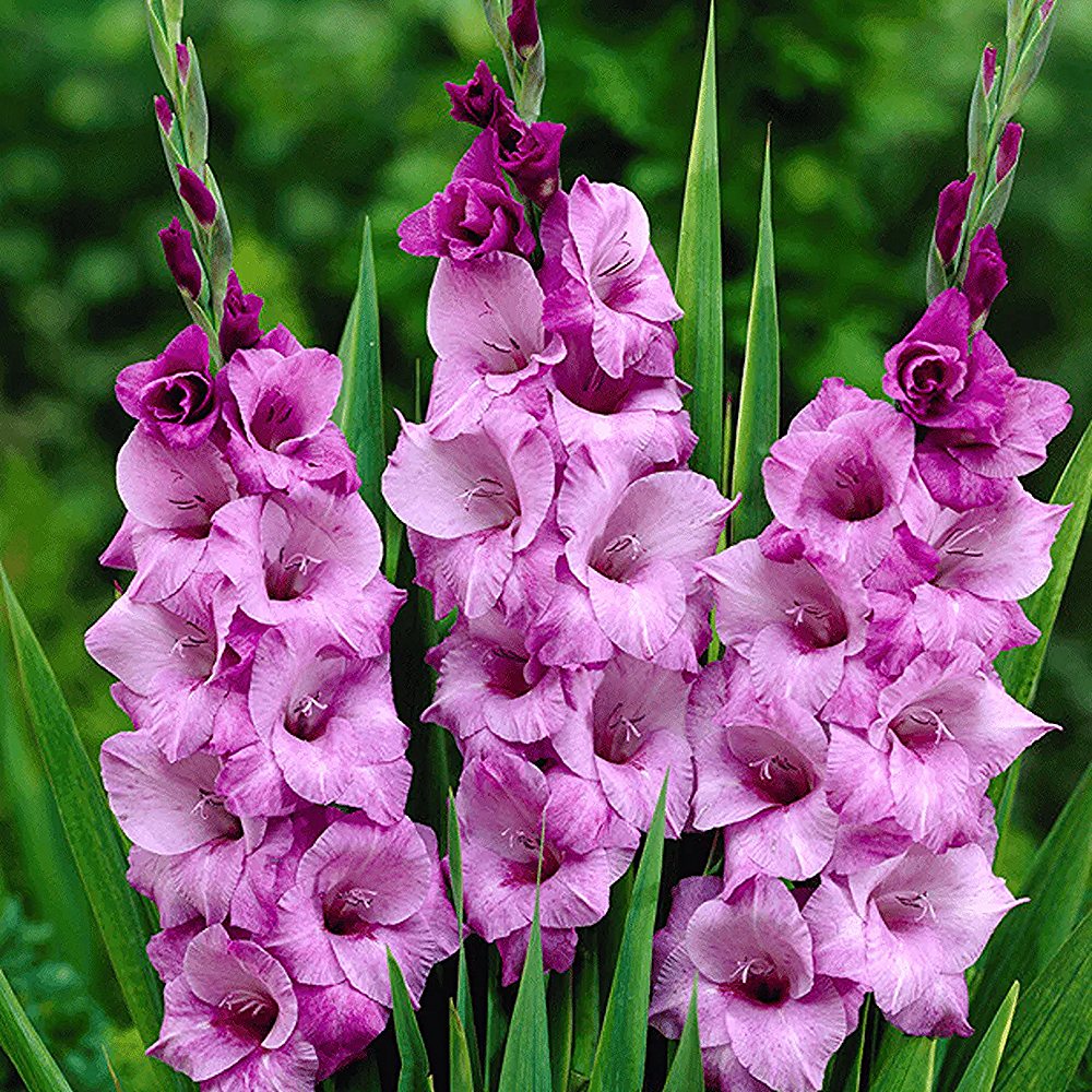 Aedgladiool 'Alpha' 10 tk pakis