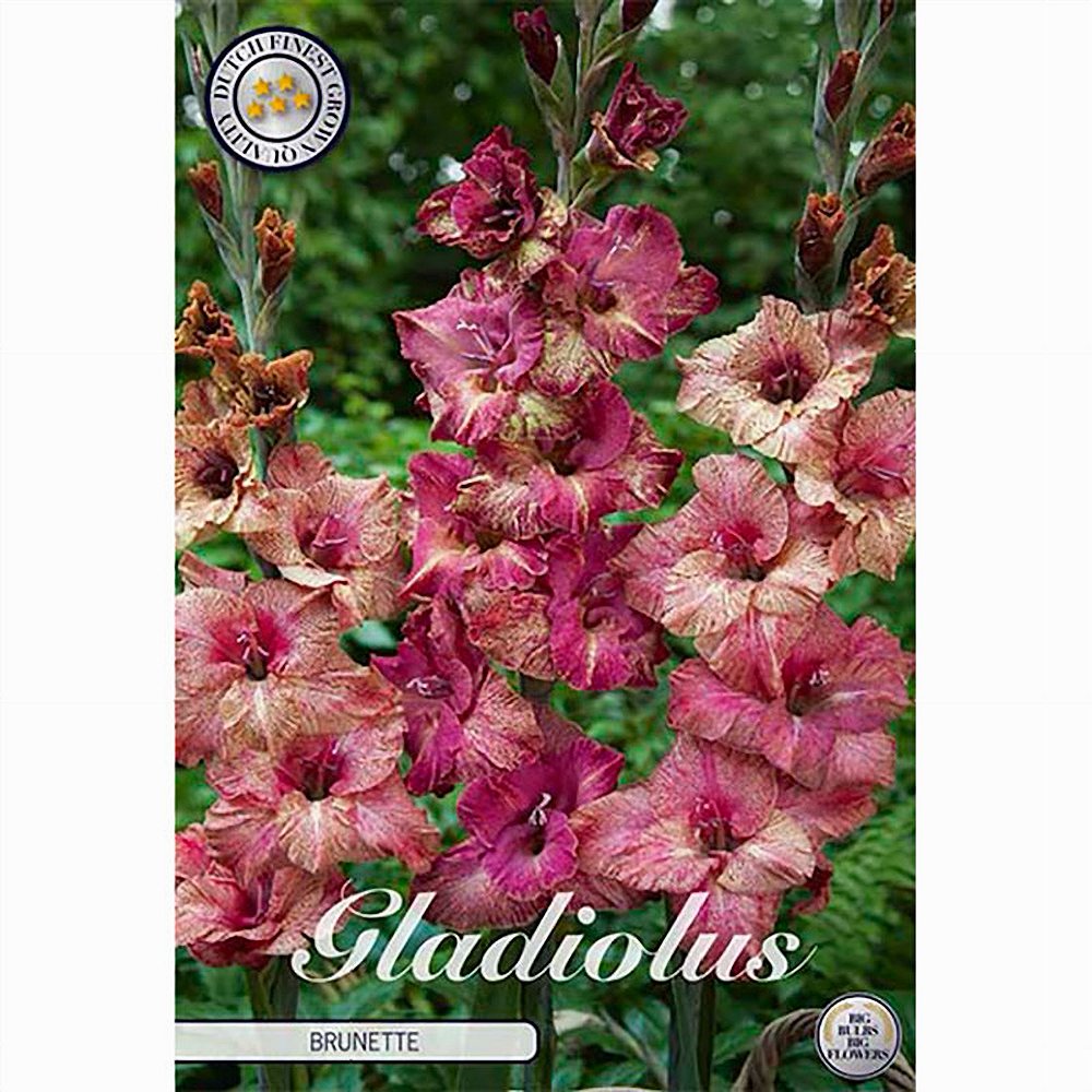 Aedgladiool 'Brunette' 10 tk pakis