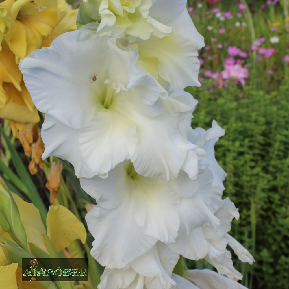 Aedgladiool 'Snowy Frizzle' 10 tk pakis - Image 3