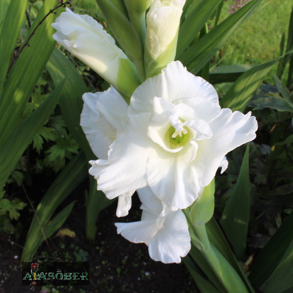 Aedgladiool 'Snowy Frizzle' 10 tk pakis - Image 4