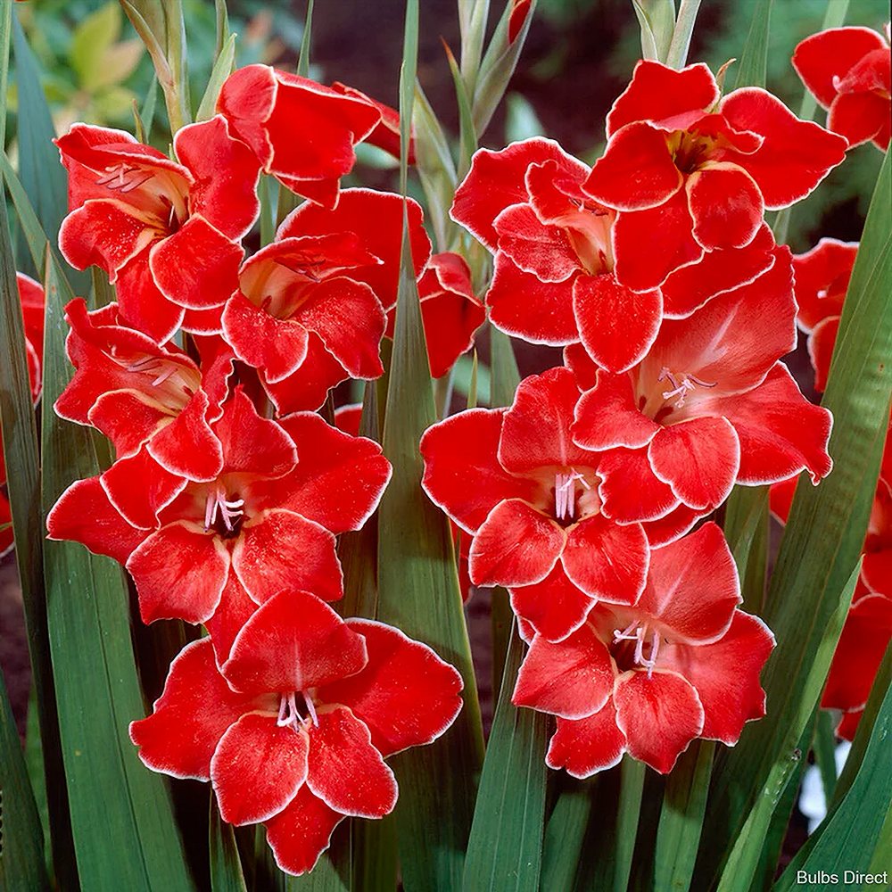 Madal gladiool 'Atom' 10 tk pakis