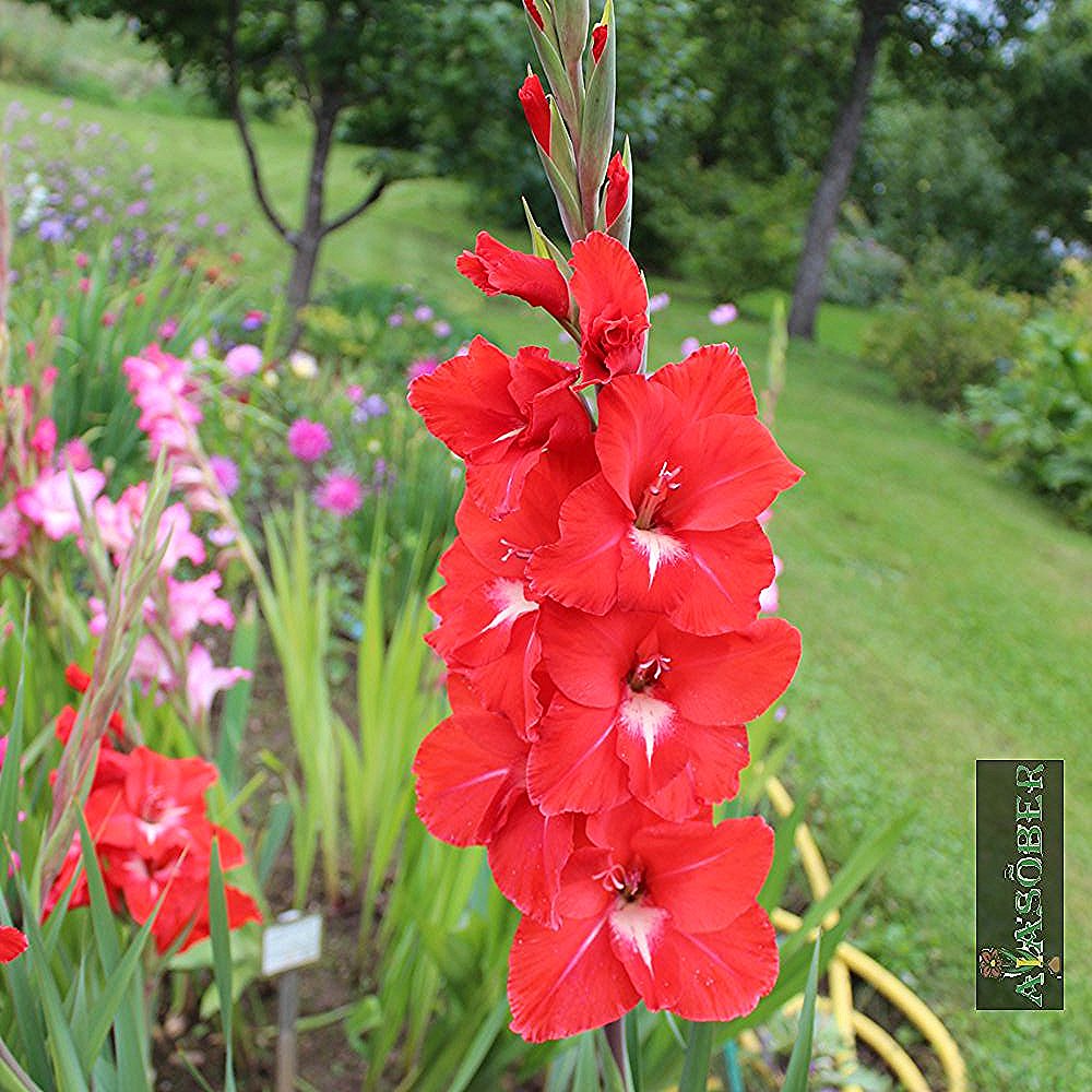 Aedgladiool 'Traderhorn' 10 tk pakis - Image 4