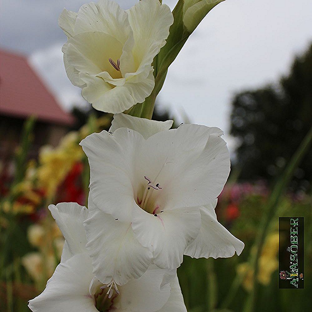 Aedgladiool 'White Glory' 10 tk pakis - Image 3