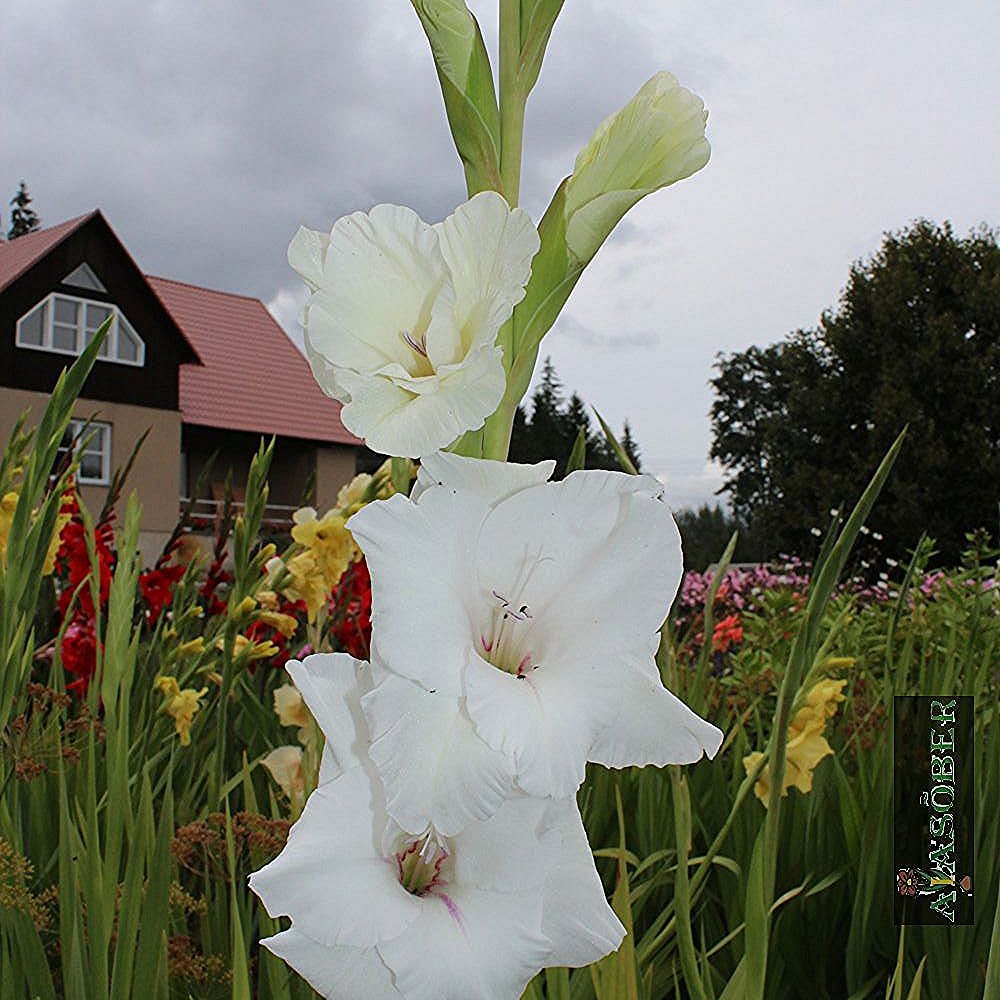 Aedgladiool 'White Glory' 10 tk pakis - Image 4