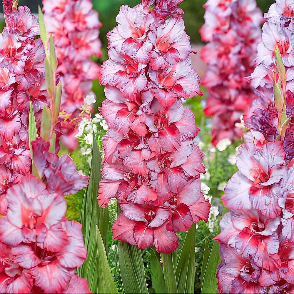 Aedgladiool 'Ted's Trumpet' 10 tk pakis