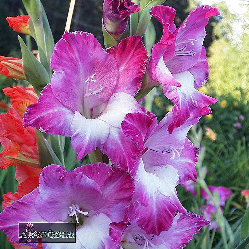 Aedgladiool 'Anouk' 10 tk pakis