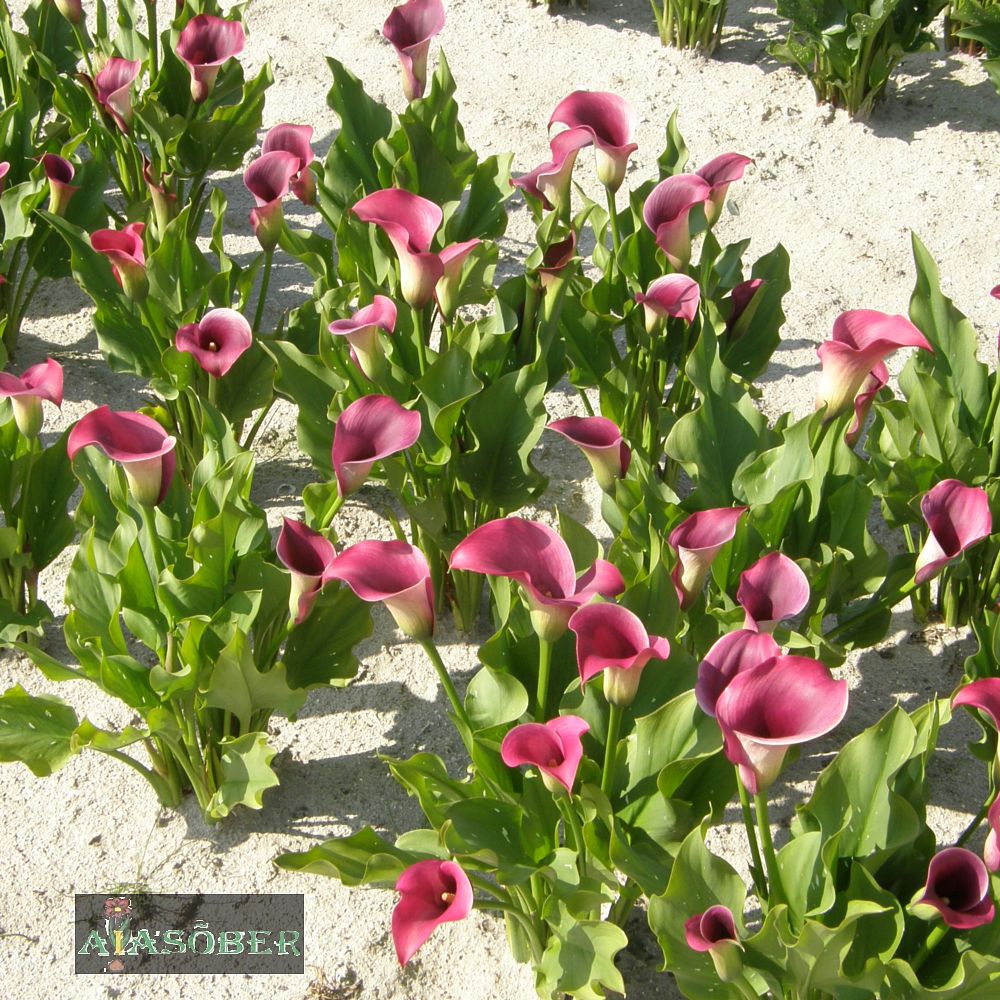 Kalla 'Chianti' 1tk/pk - Image 4