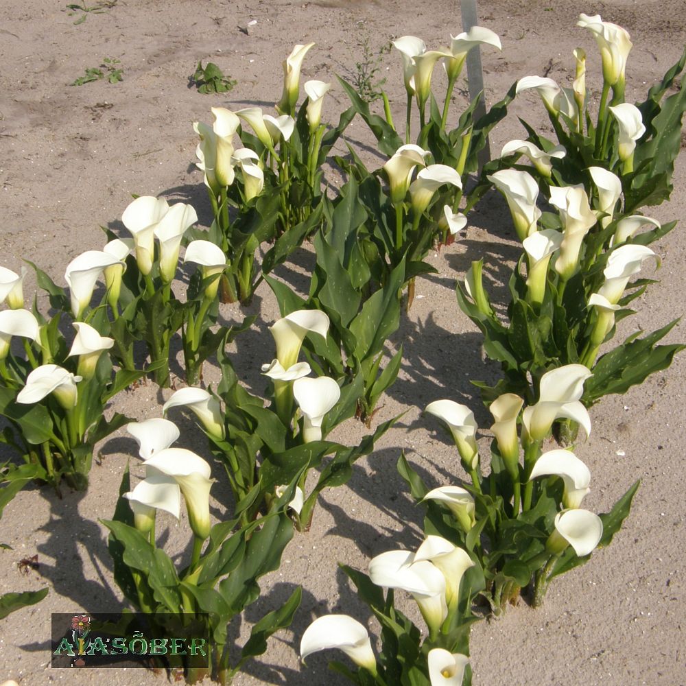 Kalla 'Albomaculata' 1tk/pk - Image 2