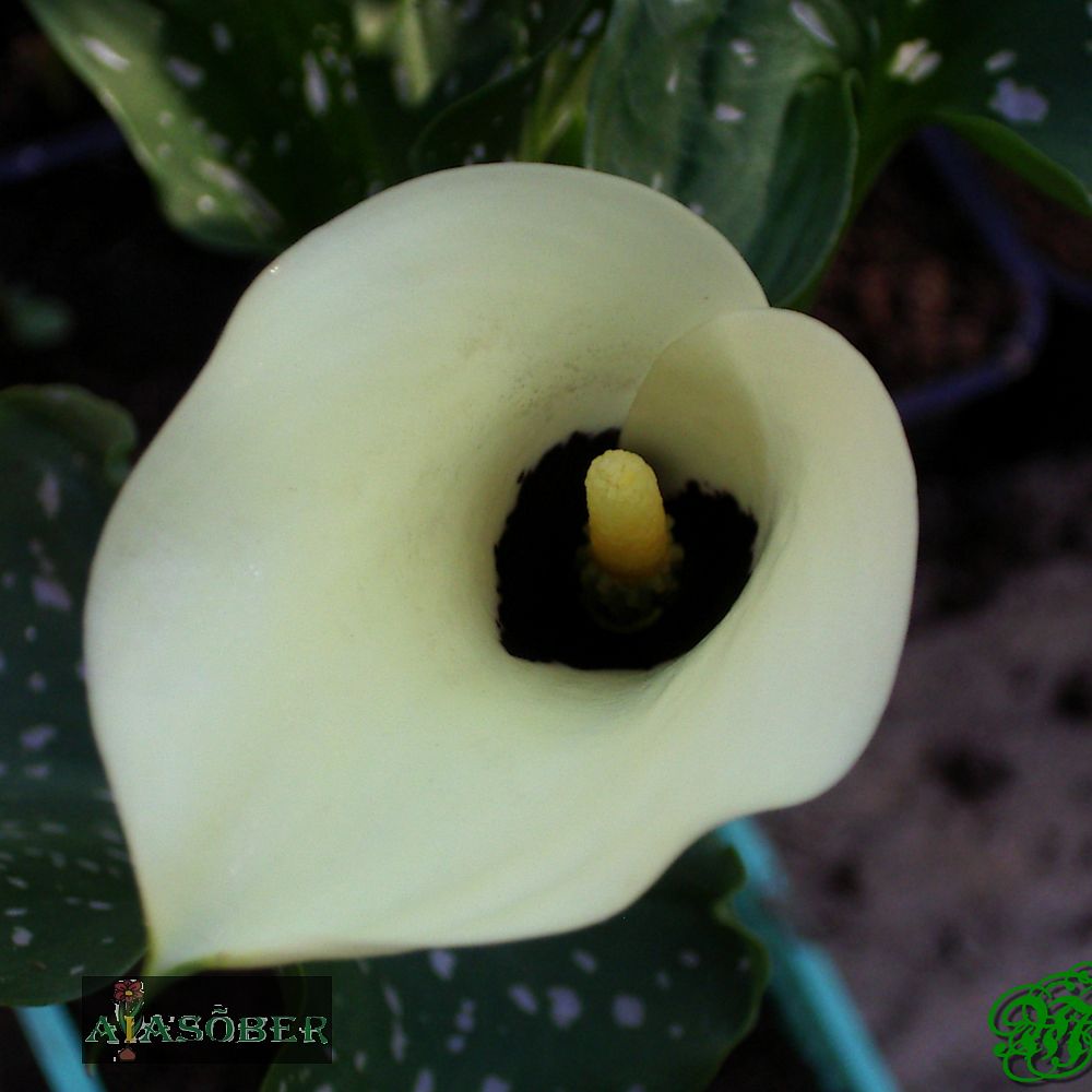 Kalla 'Albomaculata' 1tk/pk - Image 3