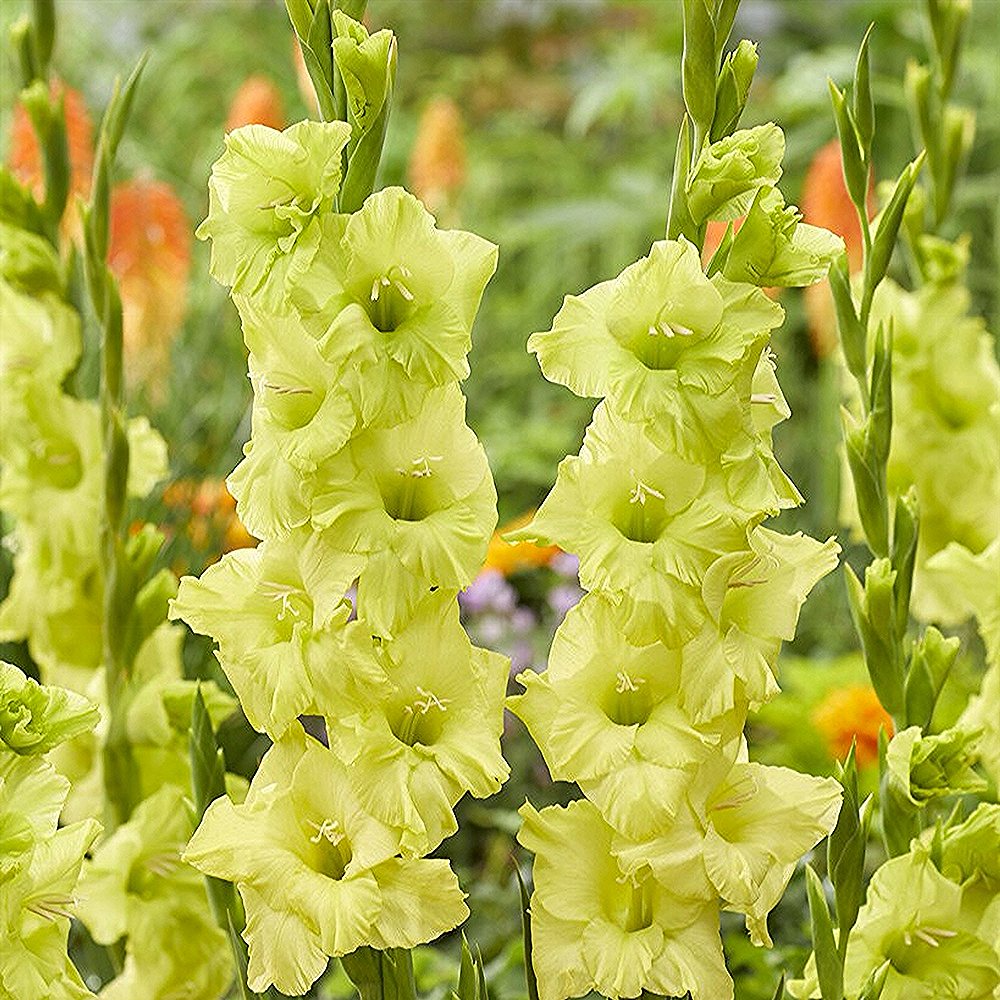 Aedgladiool 'Dingadong' 10 tk pakis