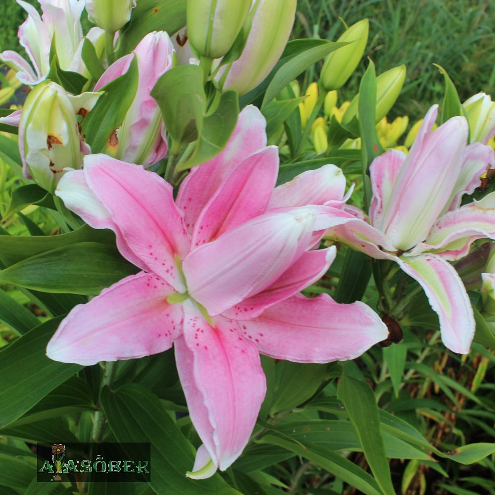 Idaliilia 'Fabianne' 1tk/pk