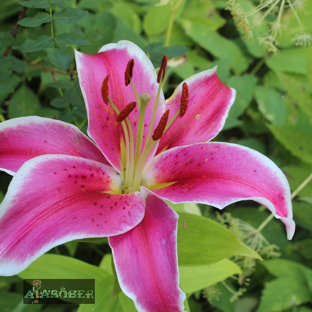 Idaliilia 'Corvara' 2 tk pakis