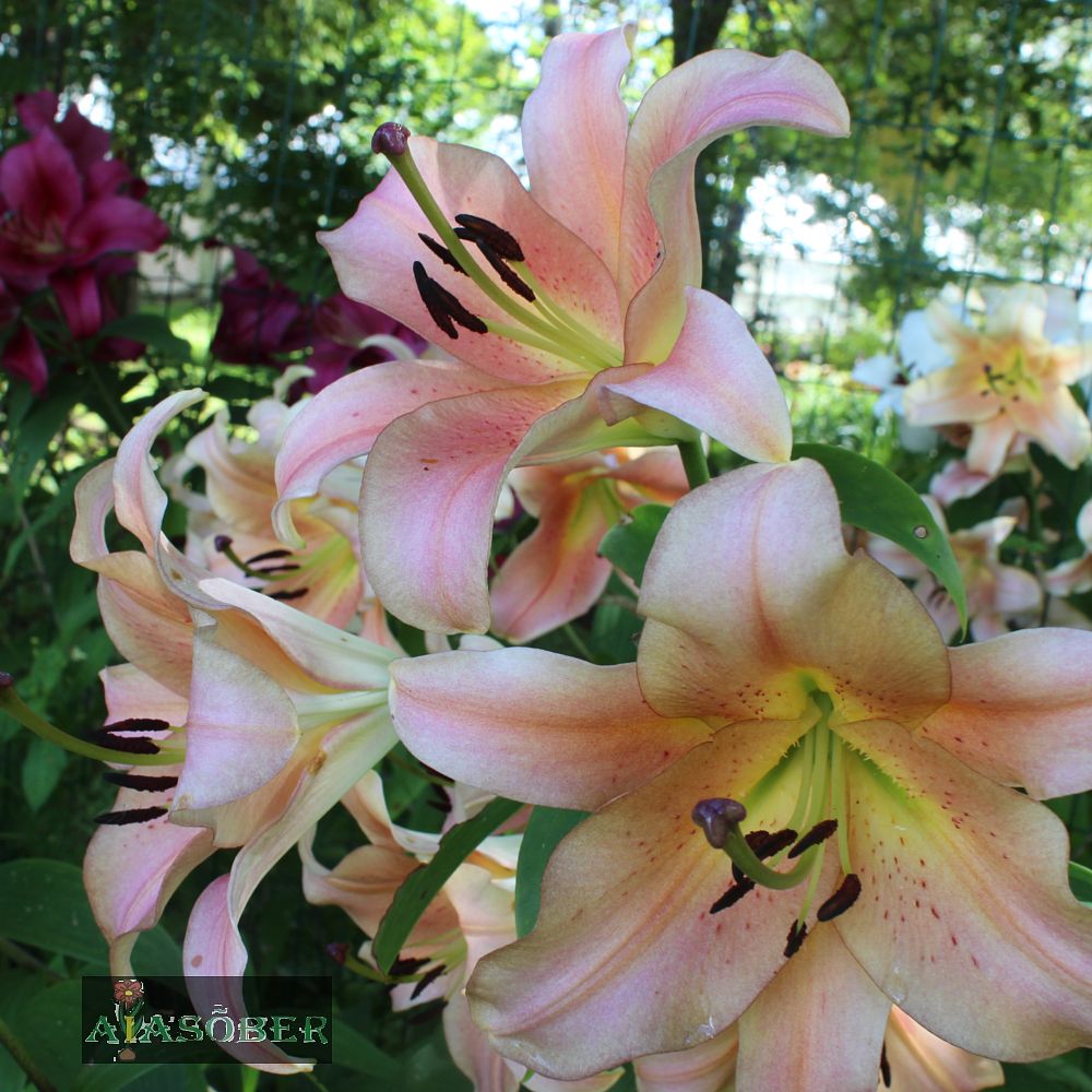 Idaliilia 'Salmon Party' 2 tk/pk - Image 3