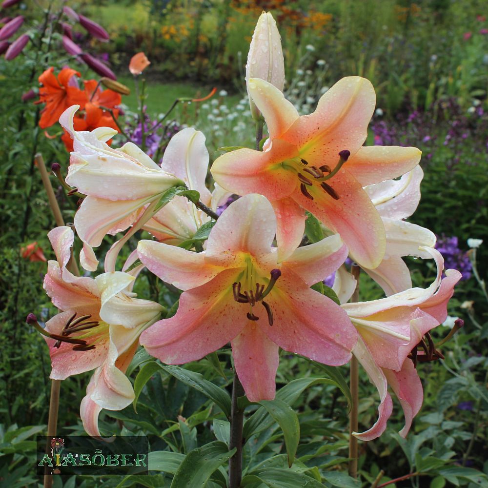 Idaliilia 'Salmon Party' 2 tk/pk - Image 4