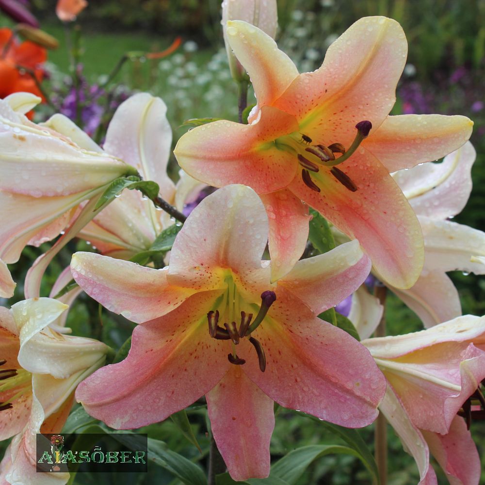 Idaliilia 'Salmon Party' 2 tk/pk