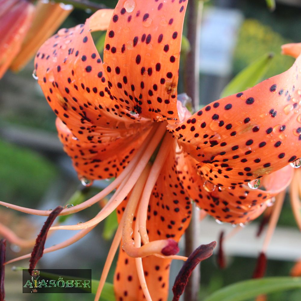 Tiigerliilia 'Splendens' 2 tk/pk - Image 2