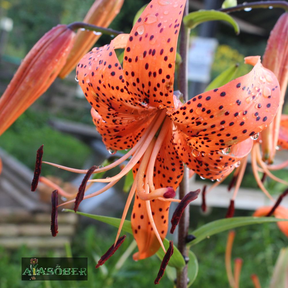 Tiigerliilia 'Splendens' 2 tk/pk - Image 3