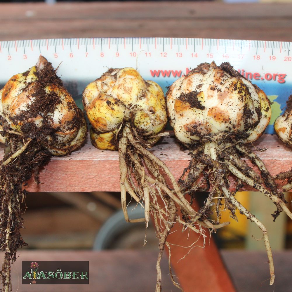 Tiigerliilia 'Splendens' 2 tk/pk - Image 4