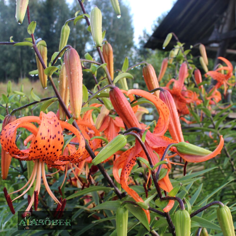 Tiigerliilia 'Splendens' 2 tk/pk