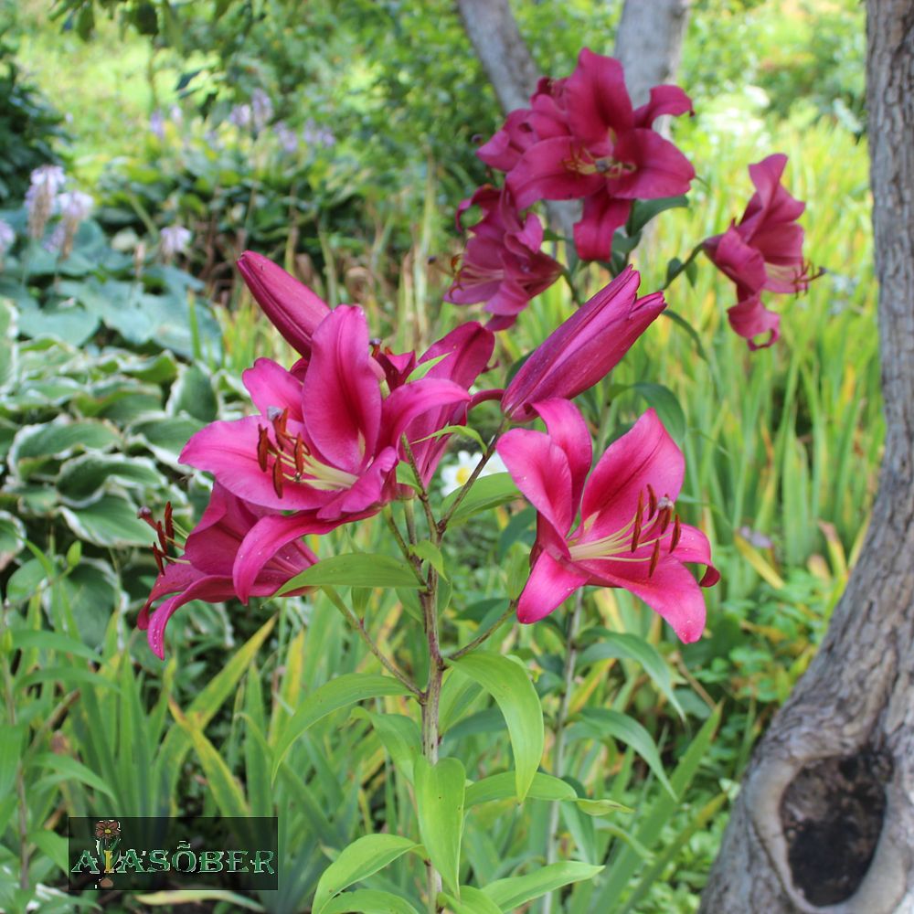 OT hübriidliilia 'Touchstone' 2 tk/pk - Image 2