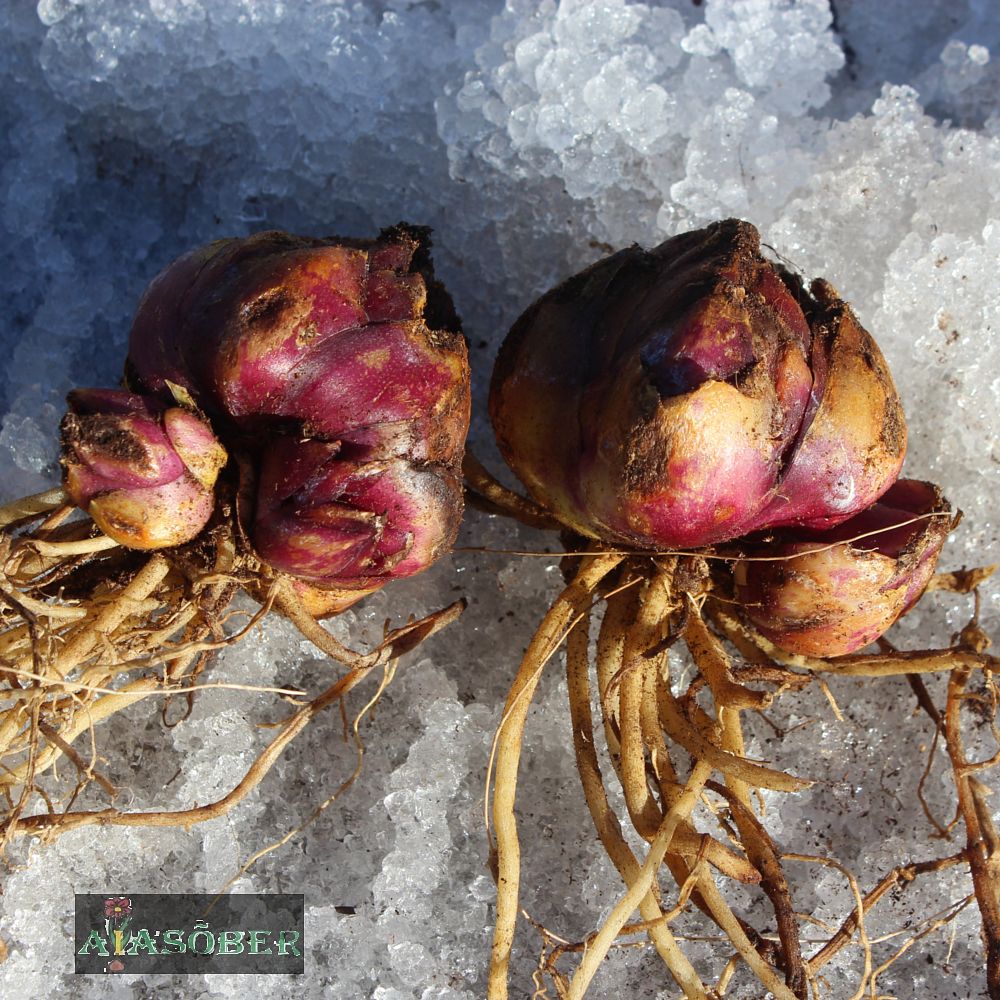 OT hübriidliilia 'Touchstone' 2 tk/pk - Image 4