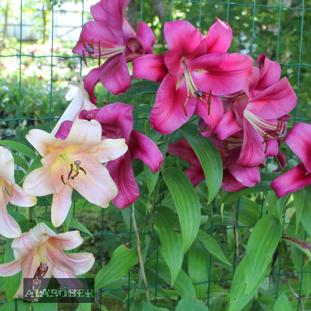 OT hübriidliilia 'Touchstone' 2 tk/pk