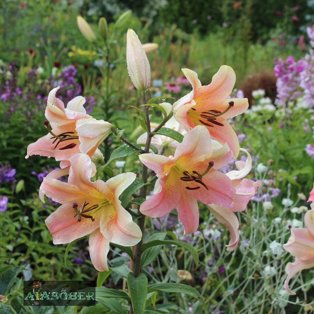 Liilia 'Zelmira' 2 tk/pk