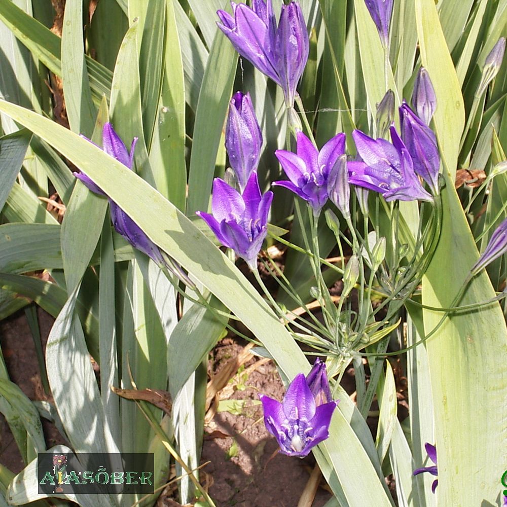 Suvitähik 'Koningin Fabiola' 15 tk pakis - Image 2