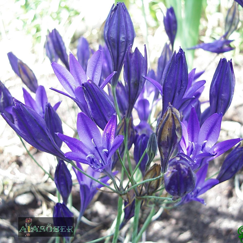 Suvitähik 'Koningin Fabiola' 15 tk pakis - Image 3