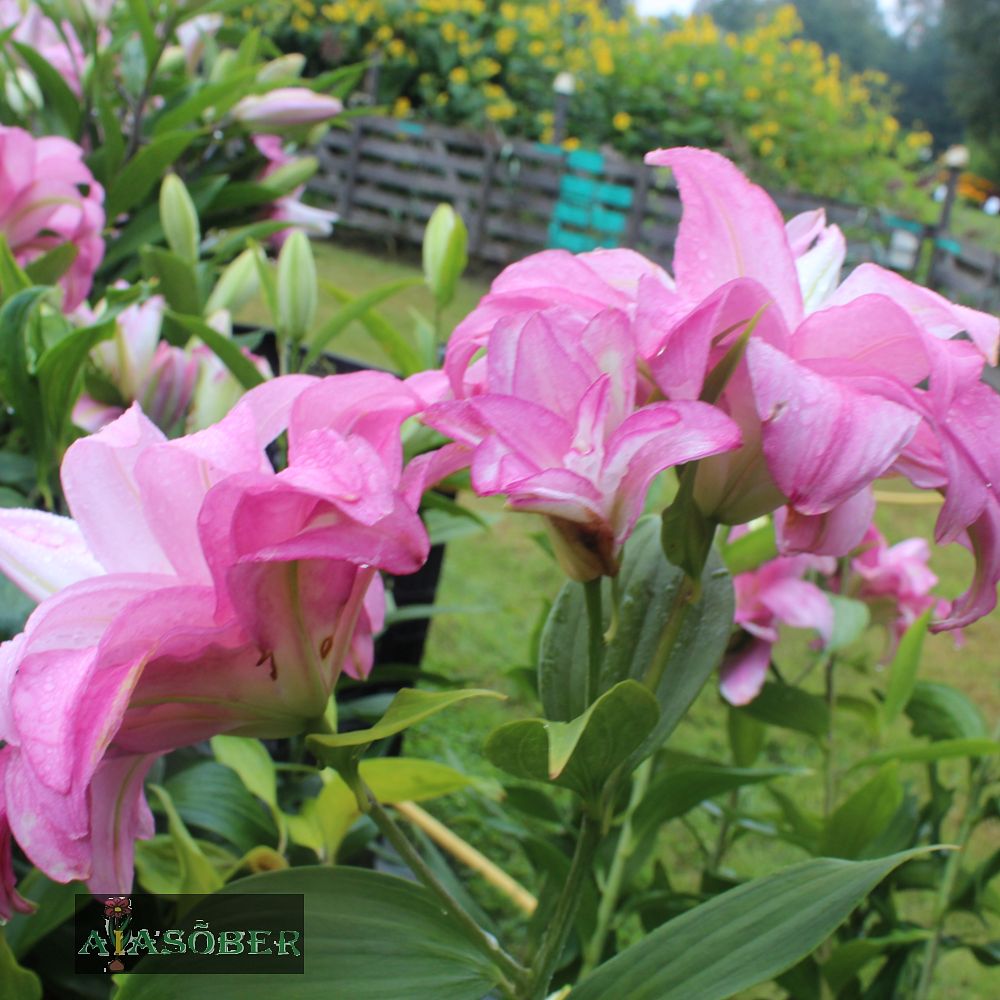 Idaliilia 'Dreamline' 1tk/pk - Image 2