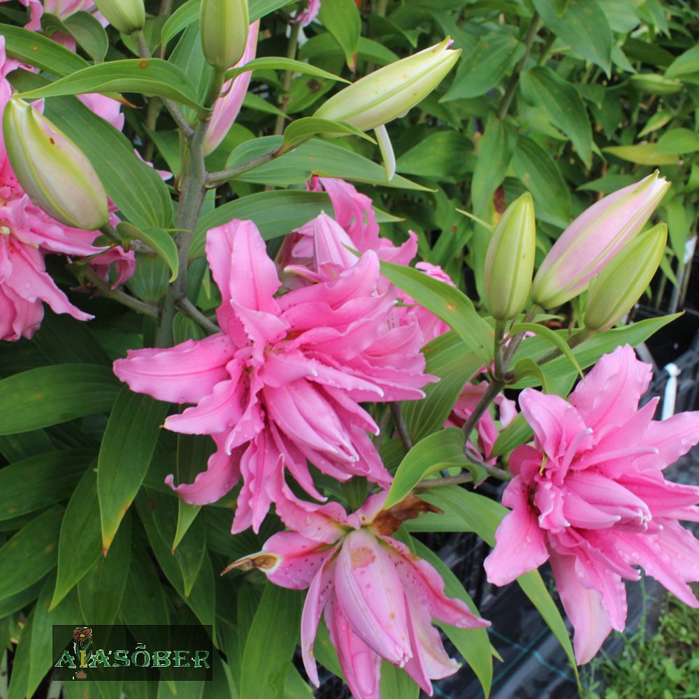 Idaliilia 'Dreamline' 1tk/pk - Image 3