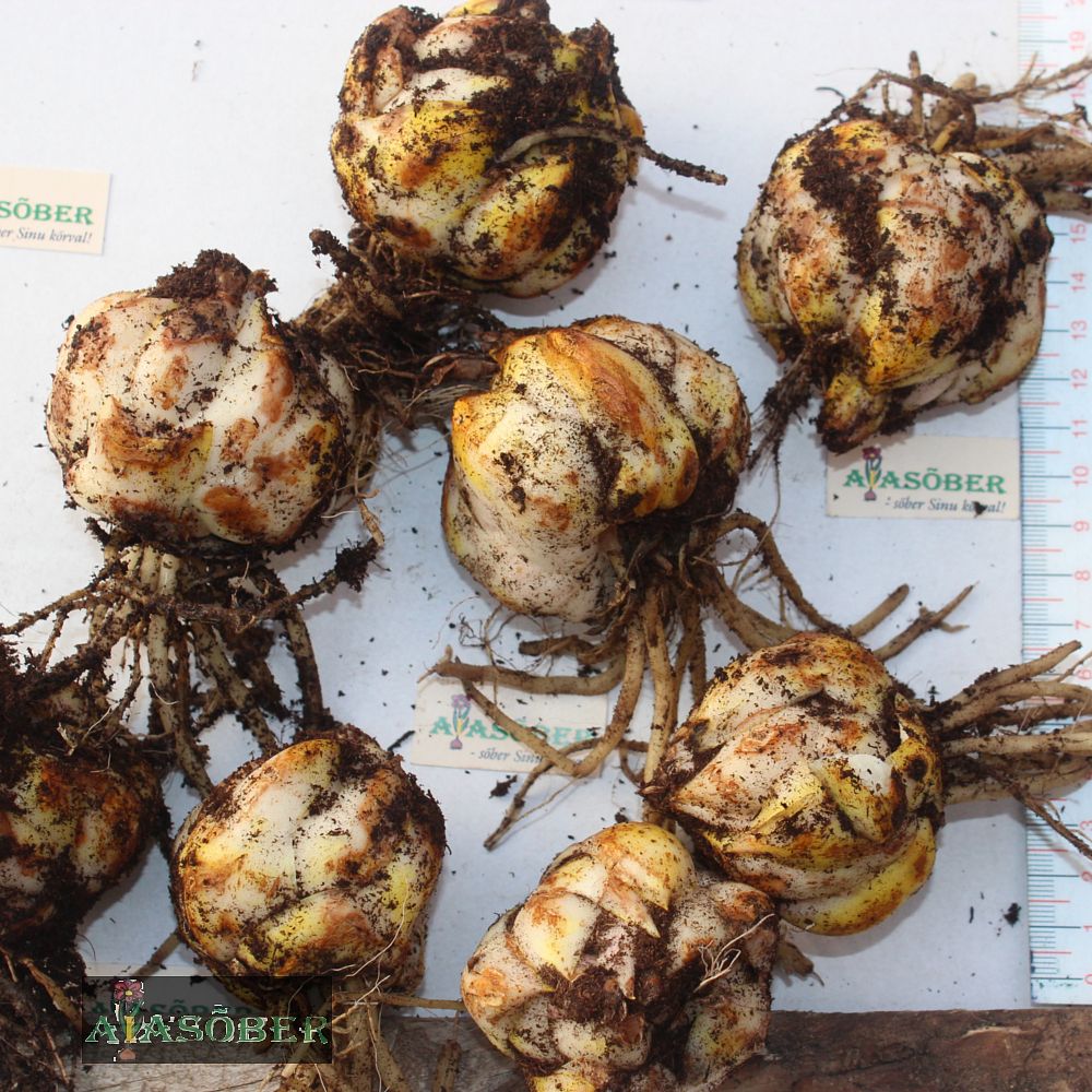 Idaliilia 'Dreamline' 1tk/pk - Image 4