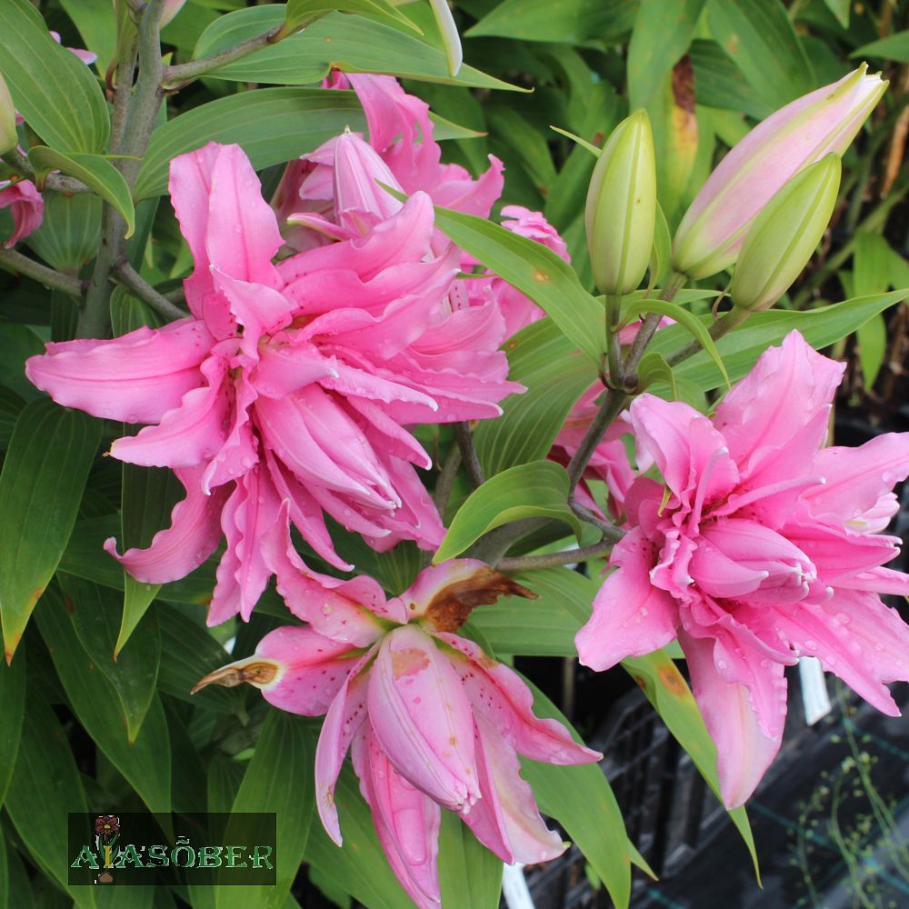 Idaliilia 'Dreamline' 1tk/pk