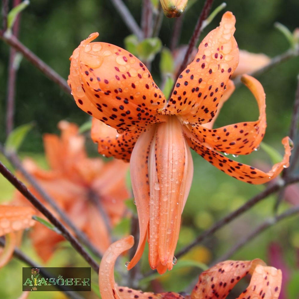 Liilia 'Tiger Babies' 2 tk/pk - Image 2