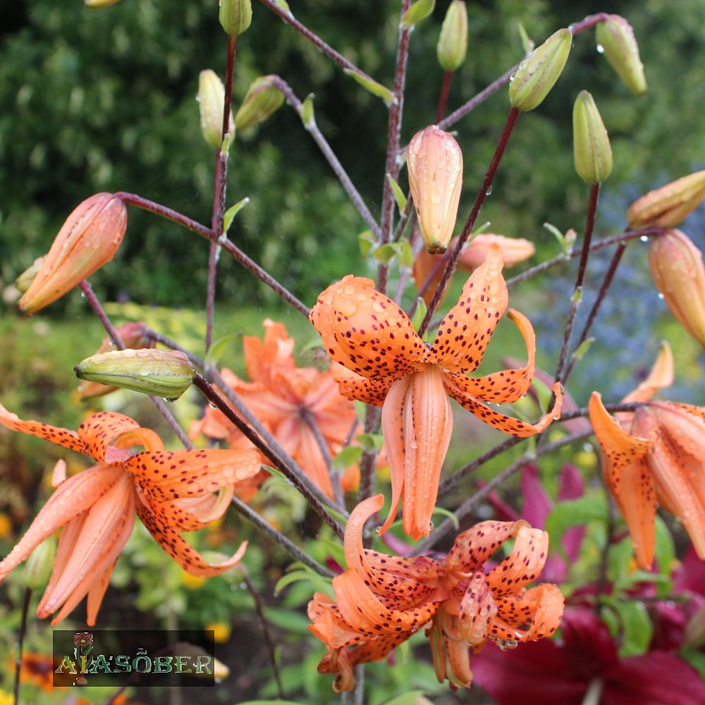 Liilia 'Tiger Babies' 2 tk/pk - Image 3