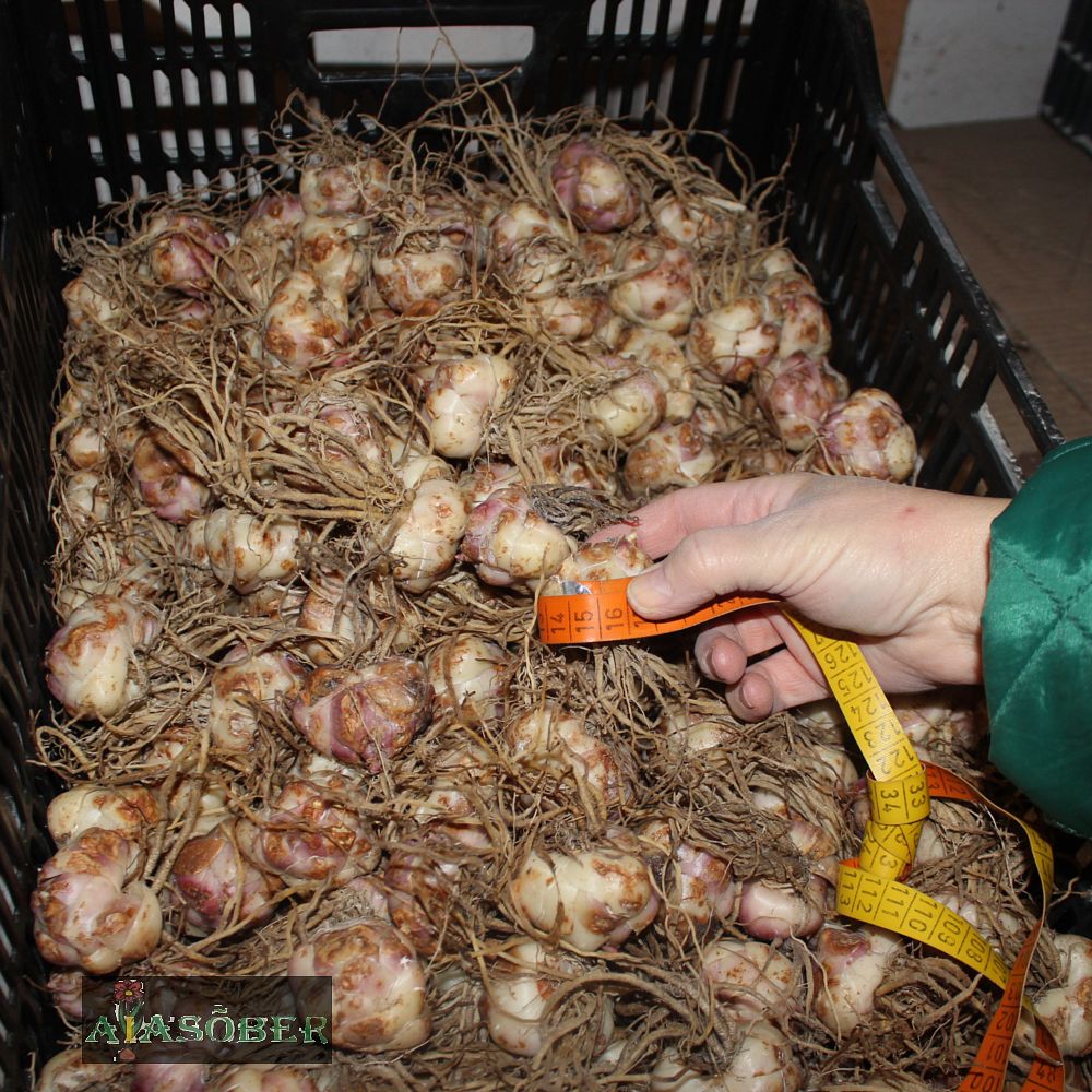 Liilia 'Tiger Babies' 2 tk/pk - Image 4