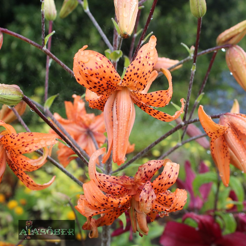 Liilia 'Tiger Babies' 2 tk/pk