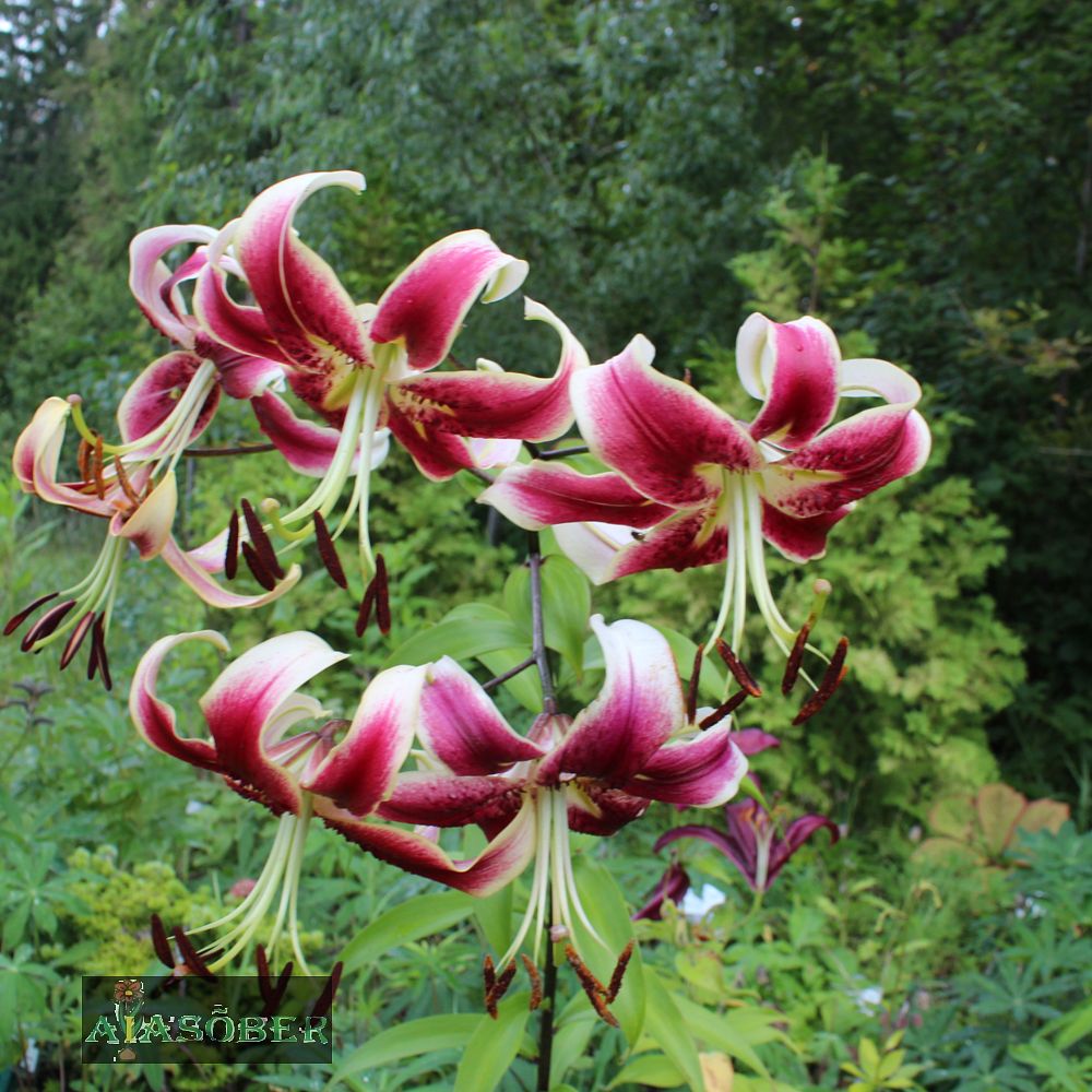 OT hübriidliilia 'Scheherazade' - Image 2