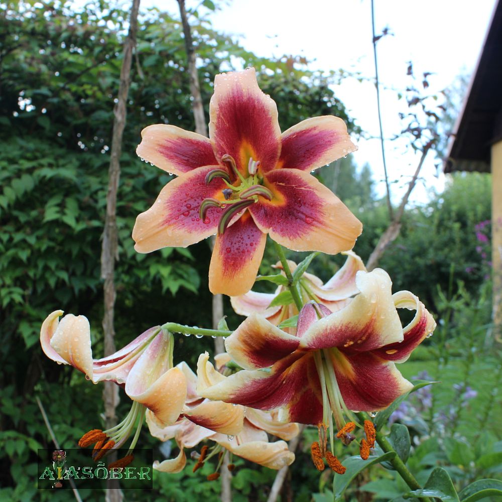 OT hübriidliilia 'Scheherazade' - Image 3