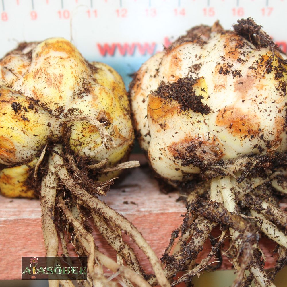 OT hübriidliilia 'Scheherazade' - Image 4